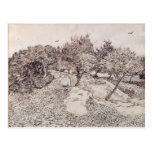 The Olive Trees Postcards
