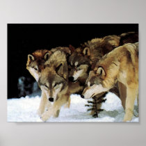 The pack poster
