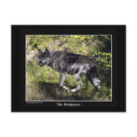"The Pathfinder" Grey Wolf Post Card postcards