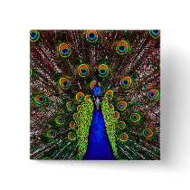The Peacock