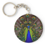 The Peacock