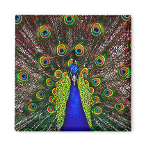 The Peacock