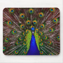 The Peacock