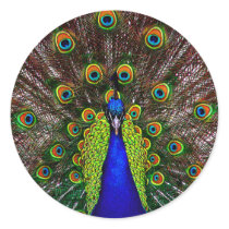 The Peacock
