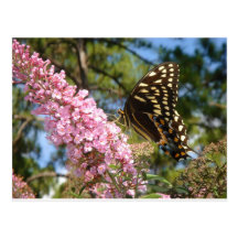 The Perfect Butterfly! Post Cards
