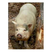 The Petting Zoo Pig @ Bearizona(Williams, Arizona) Postcard
