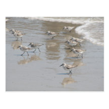 the pied piper postcards