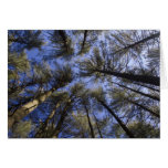 The Pine Barrens – Scenic NJ Cards