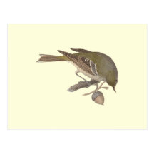 The Pine Warbler 	(Sylvicola pinus) Postcards