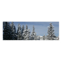 The Pines of Aspen