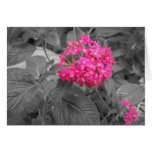 The Pink Flower Greeting Cards