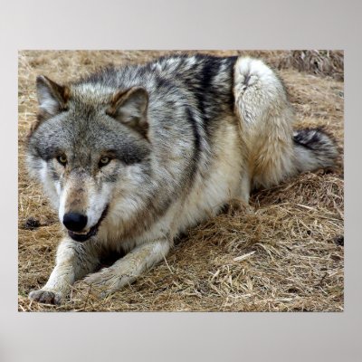 The Playful Wolf Posters