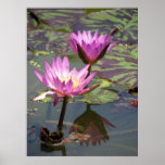 The Pond Posters