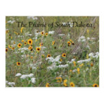 The Prairie of South Dakota Postcard