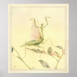 THE PRAYING MANTIS - Insect Book Illustration posters