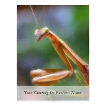 The Praying Mantis Postcard