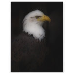'The Prestigous Bald Eagle' flyers