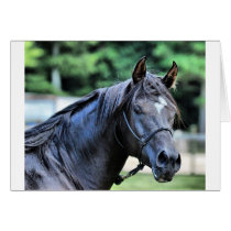 The Proud Arabian Stallion Card