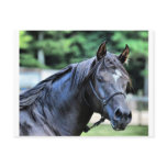 The Proud Arabian Stallion Postcard
