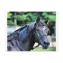 The Proud Arabian Stallion Postcard