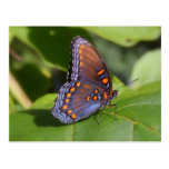 "The Proud One" Butterfly Photography Post Card
