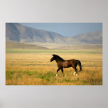 The Proud One Print