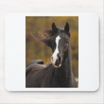 The proud Stallion Mousepads
