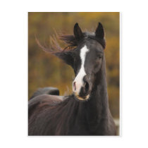 The proud Stallion Postcards