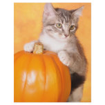 The pumpkin snatcher flyers