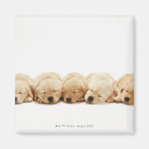 The puppies of the golden retriever refrigerator magnets