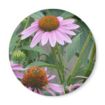 The Purple Coneflower Magnet