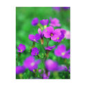 The Purple Invasion Of Spring postcards