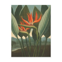 'The Queen (Bird of Paradise)' - Temple of Flora Postcard