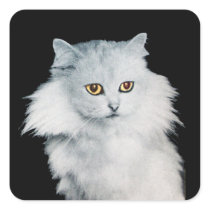 THE QUEEN OF WHITE CATS