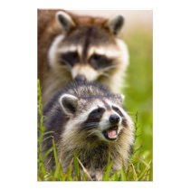 The racoon, Procyon lotor, is a widespread,