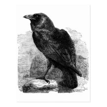 The Raven Postcard