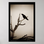 The Raven Poster