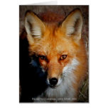 The Red Fox of Arkansas cards