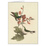 The Red-throated Hummingbird (Trochilus colubris) cards