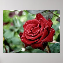 The Red Velvet Rose Drops Posters