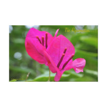 The Rejuvenation… Gallery Wrap Canvas