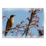 THE ROBIN CARD