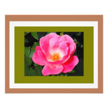 The Rose! Photograph