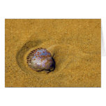 The Sand is my Home cards