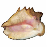 The Seashell, c. 1912 - Photo Sculpture