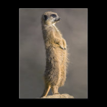 The Sentry Postcard