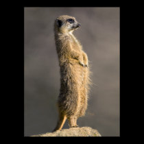 The Sentry Print