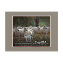 The Sheep of His PasturewScripture postcards