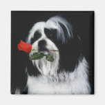 The Shih Tzu Dog Refrigerator Magnet