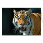 The Siberian Tiger Greeting Cards